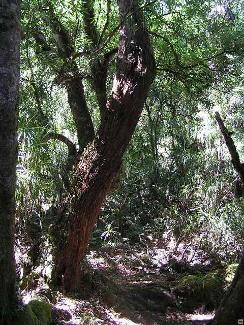 NZ leden-unor 2006 265.jpg